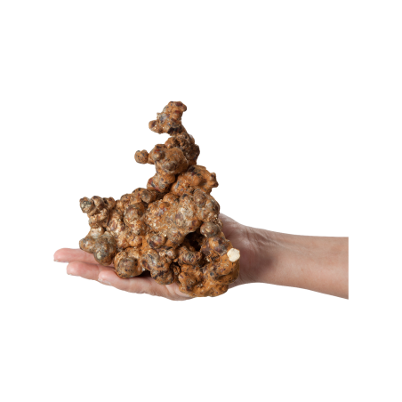 Magische Trüffel Psilocybe Utopia – Mycotek – großer Trüffelklumpen in der Hand