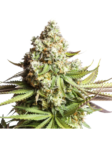 Gorilla Glue Auto Samen – Just Seeds – Spitze einer Pflanze