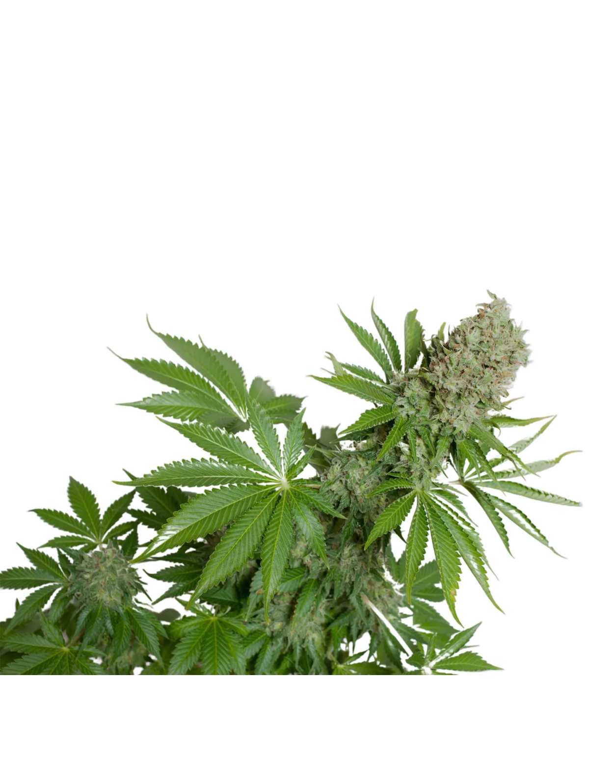 White Widow Auto Samen – Just Seeds – Blätter und Blütenspitzen
