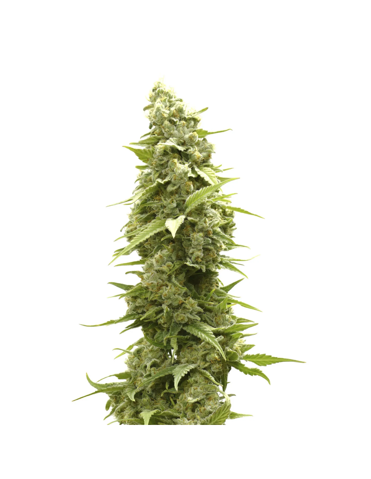 Jack Herer Auto Samen – Just Seeds – Illustrationsfoto einer Cannabispflanzenspitze