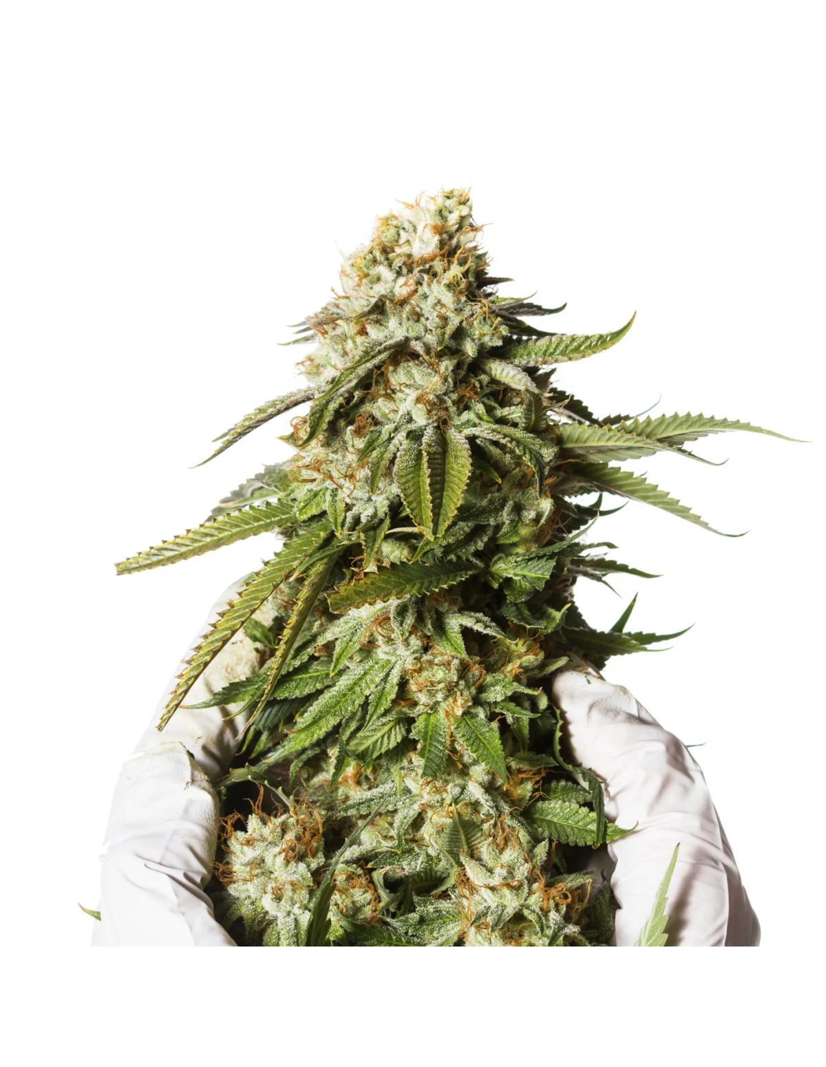 Bubblegum Auto Samen – Just Seeds – Illustrationsfoto, Pflanzenspitze in Händen mit Handschuhen