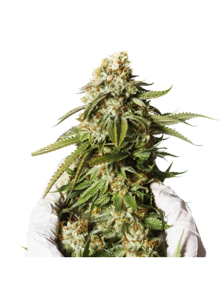 Bubblegum Auto Samen – Just Seeds – Illustrationsfoto, Pflanzenspitze in Händen mit Handschuhen