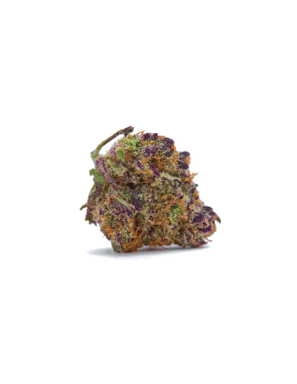 Purple Kush Auto Samen – Just Seeds – getrocknete Blüte, Nahaufnahme