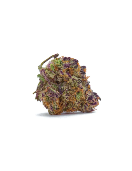 Purple Kush Auto Samen – Just Seeds – getrocknete Blüte, Nahaufnahme