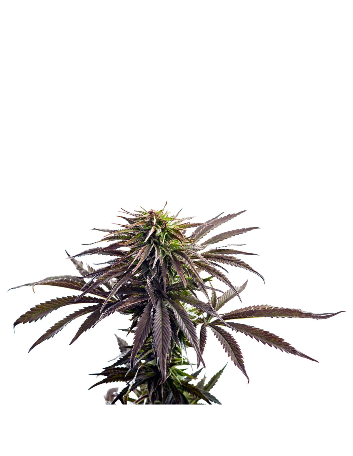Purple Kush Auto Samen – Just Seeds – Pflanzenspitze mit dunklen Blättern