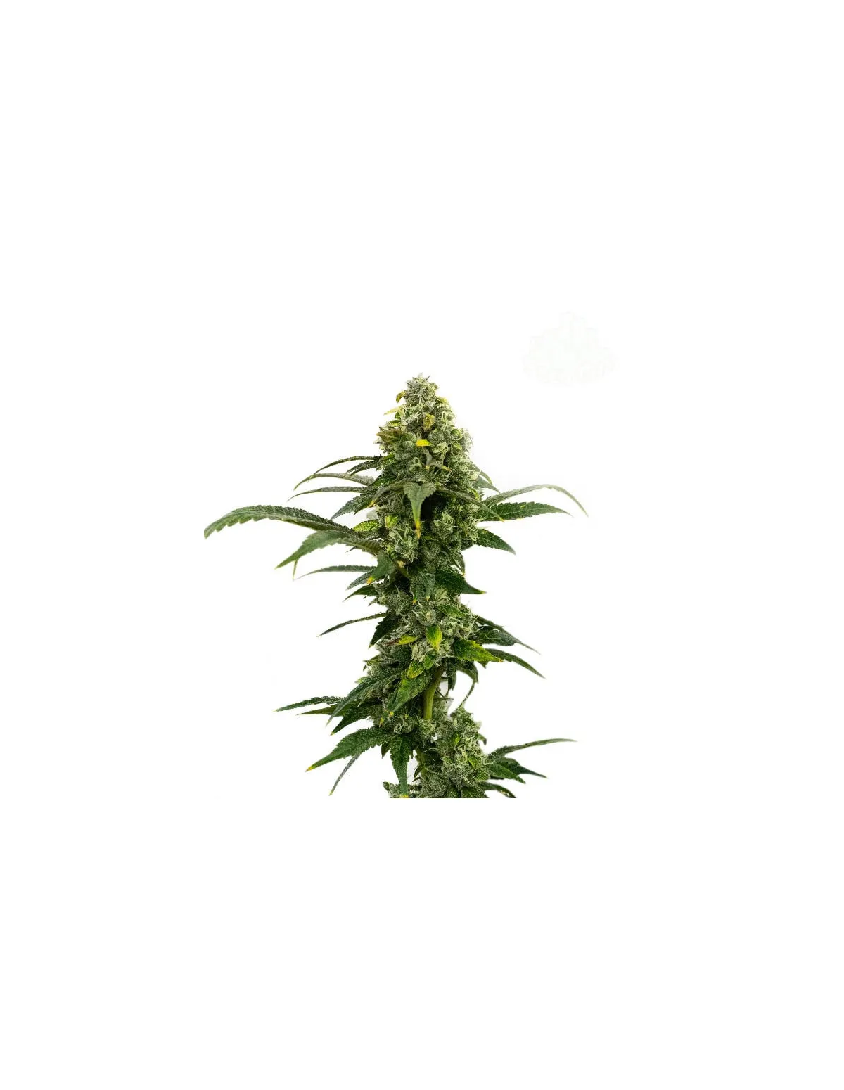 Amnesia Haze Auto Samen – Just Seeds – Spitze einer Pflanze