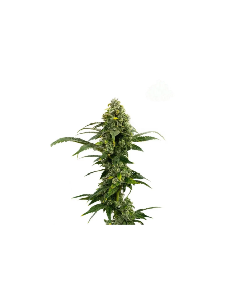 Amnesia Haze Auto Samen – Just Seeds – Spitze einer Pflanze