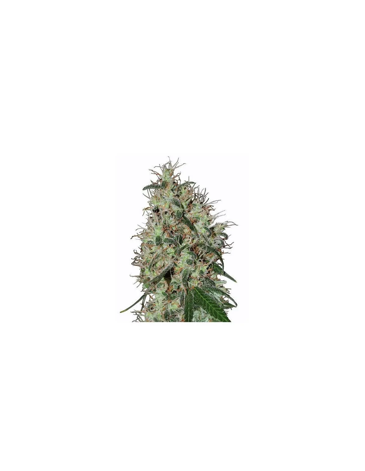 60 Day Grapefruit Auto Samen – Just Seeds – Illustrationsfoto einer Cannabispflanzenspitze