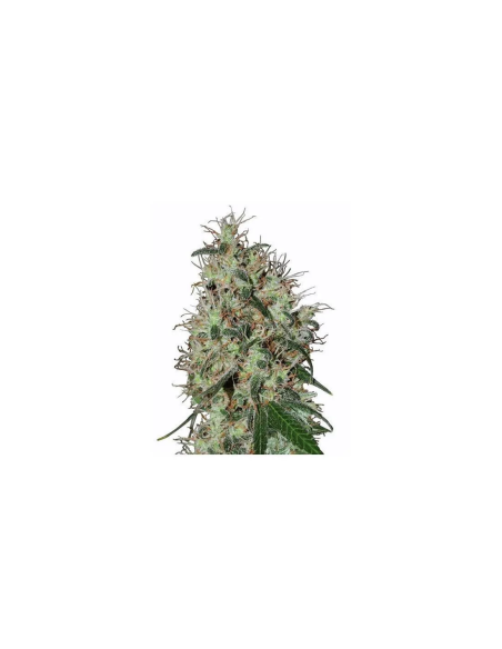 60 Day Grapefruit Auto Samen – Just Seeds – Illustrationsfoto einer Cannabispflanzenspitze