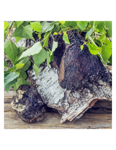 Chaga-Flüssigextrakt (Pakuri) – Inonotus obliquus, 100 ml 2