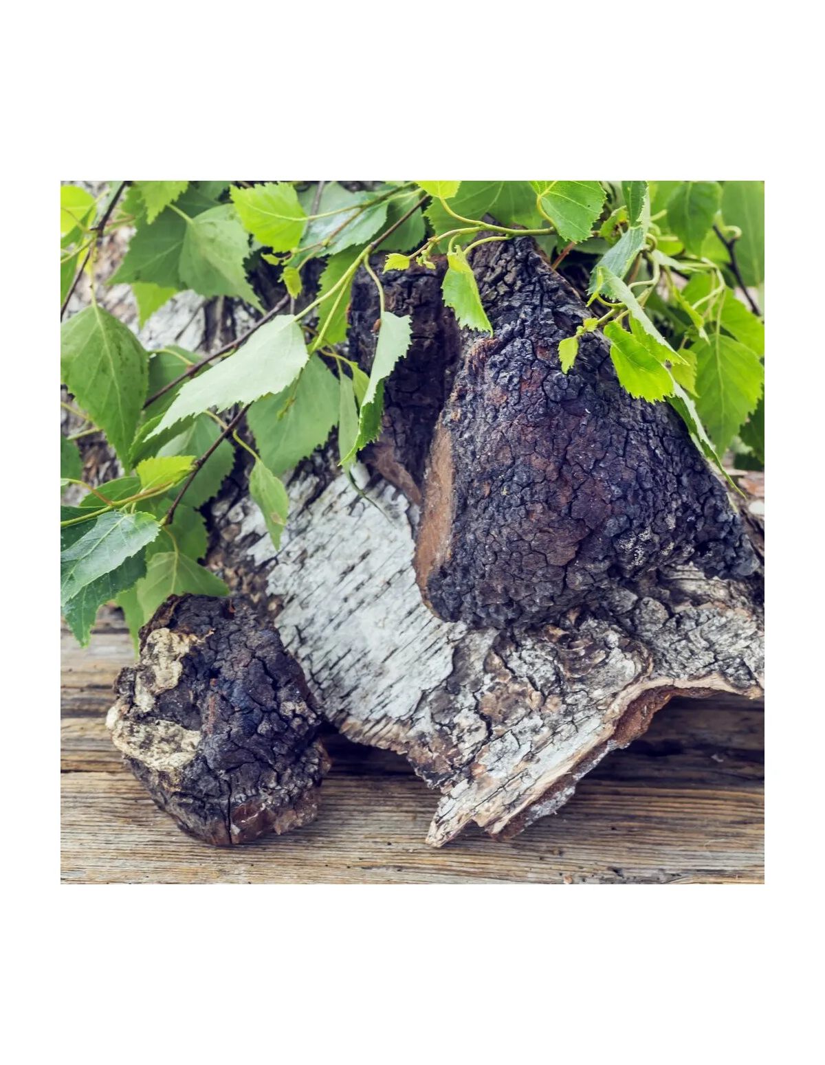 Chaga-Flüssigextrakt (Pakuri) – Inonotus obliquus, 100 ml – Chaga an einem Birkenstamm