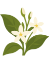 Sananga