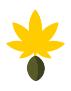 Autoflower-Samen kaufen – 10 Just-Seeds-Sorten | Mycotrop