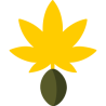 Autoflower-Samen